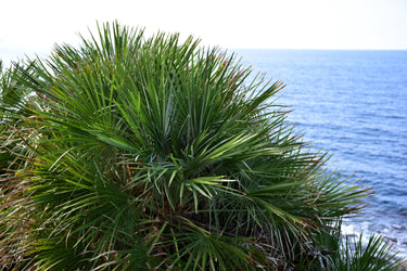 5 GREEN SAW PALMETTO Serenoa Repens American Dwarf Palm Tree Shrub Edible Fruit Sun or Shade Seeds
